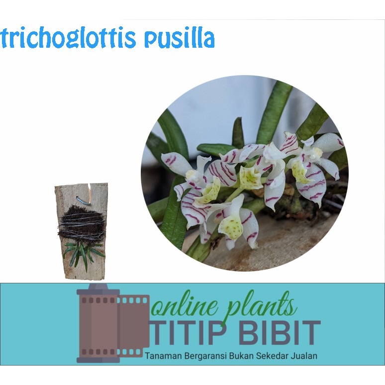 Anggrek Trichoglottis Pusilla 1 Rumpun Isi 3 Plant