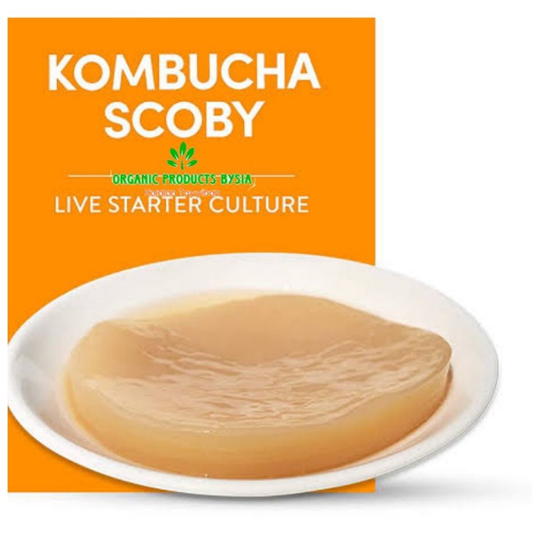 BIBIT SCOBY KOMBUCHA / Jamur DIPO Organik