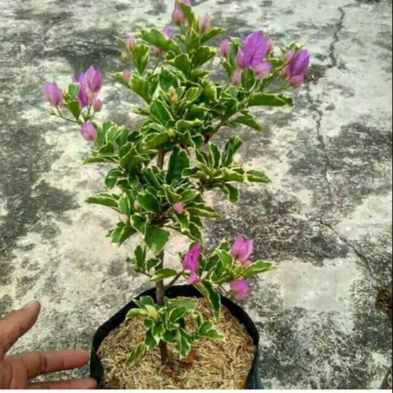 BONSAI BOGENVIL