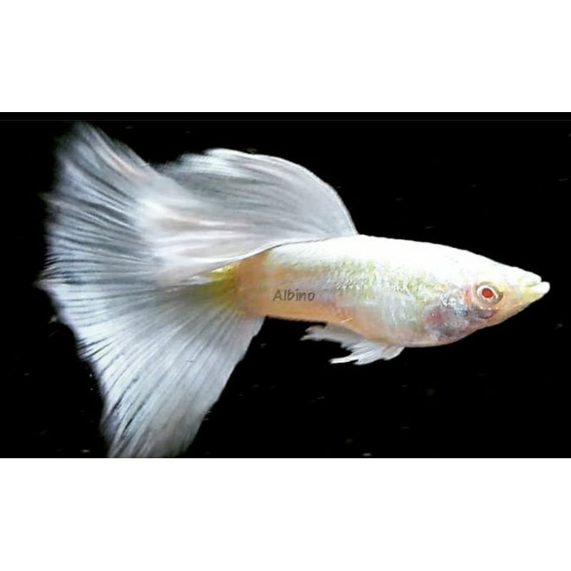

GuppyALBINO FULL PLATINUM