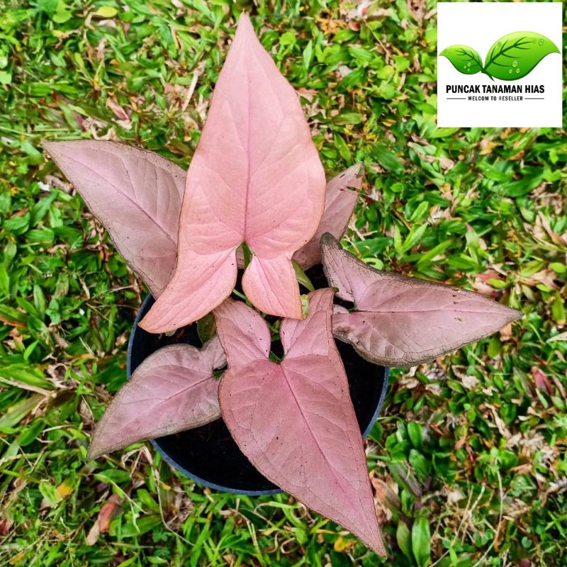 Syngonium pink super pink syngonium