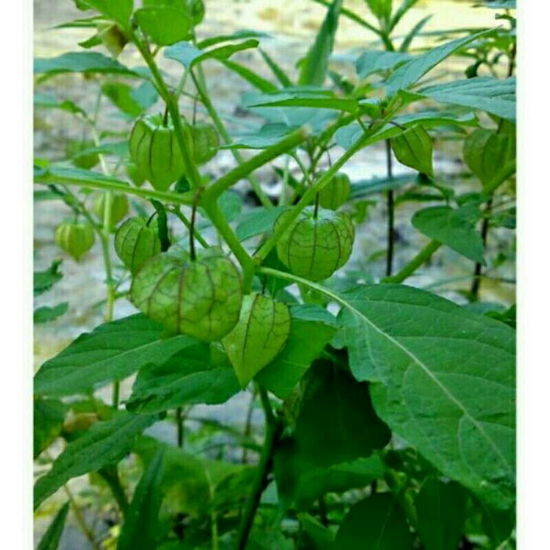 

Herbal daun Ciplukan/cecenet 200 gram fres , tanaman ciplukan , baru petik ketika ada orderan , cipluan ,ciplukan , herbal , alami , tanaman herbal , obat herbal , teh herbal , apoteker , daun , akar , batang , obat , alami , tanaman , bibit , bunga ,biji