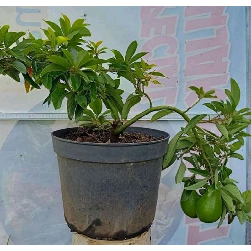 Bibit Alpukat Miki Jumbo