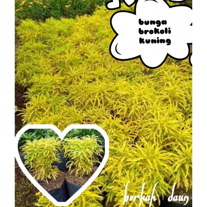 bunga brokoli kuning