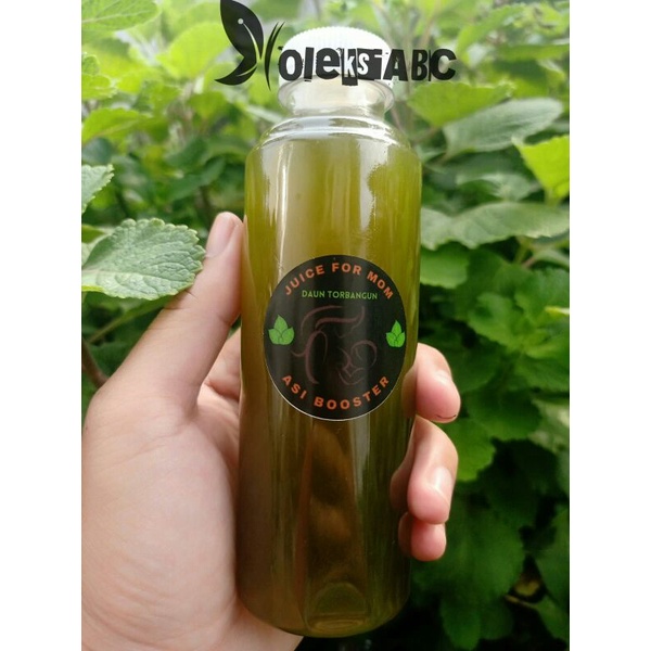 

Jus Bangun Bangun Jus Torbangun Jus Pelancar Asi Bandung