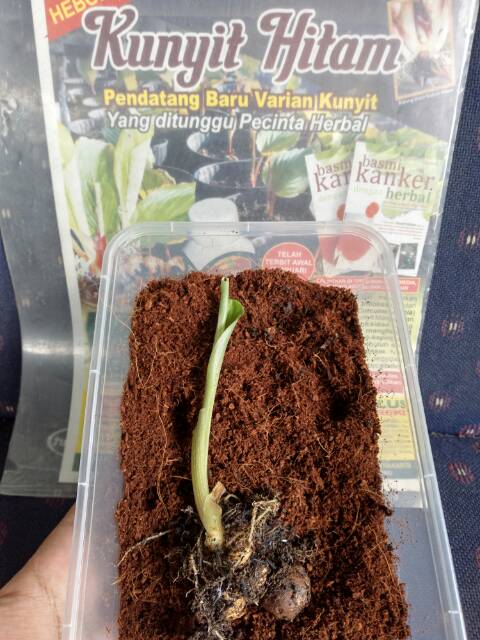 Bibit Tunas Kunyit Hitam Asli