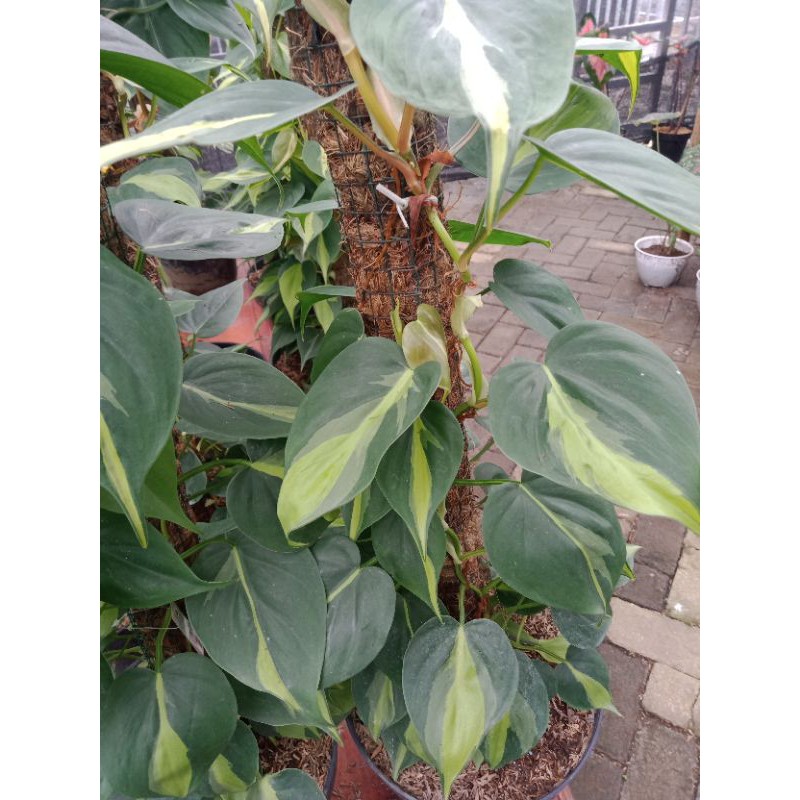 Tanaman Hias Monstera Sirih Brazil (Pecah telor)