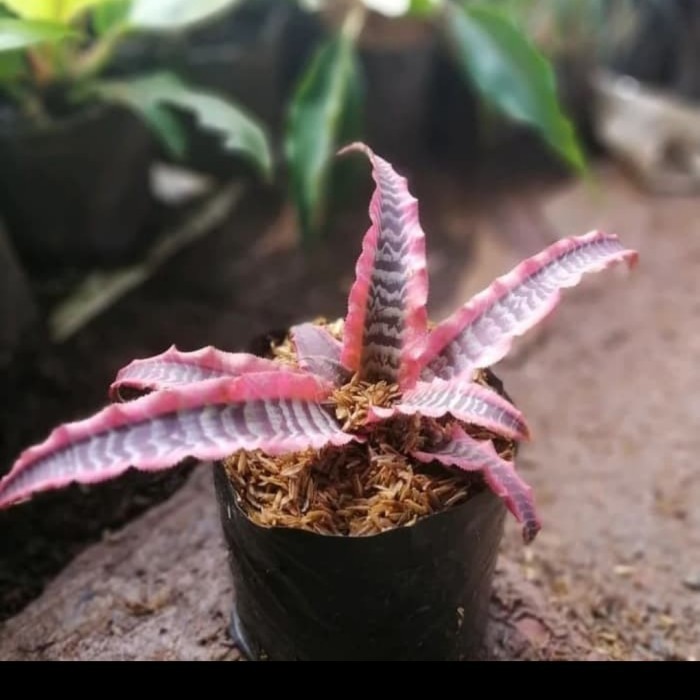 new Ganaman hias swnsivera black pink / sensivera langka