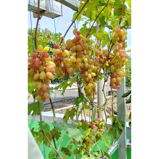 Bibit Anggur Import Ukraina (Asli)