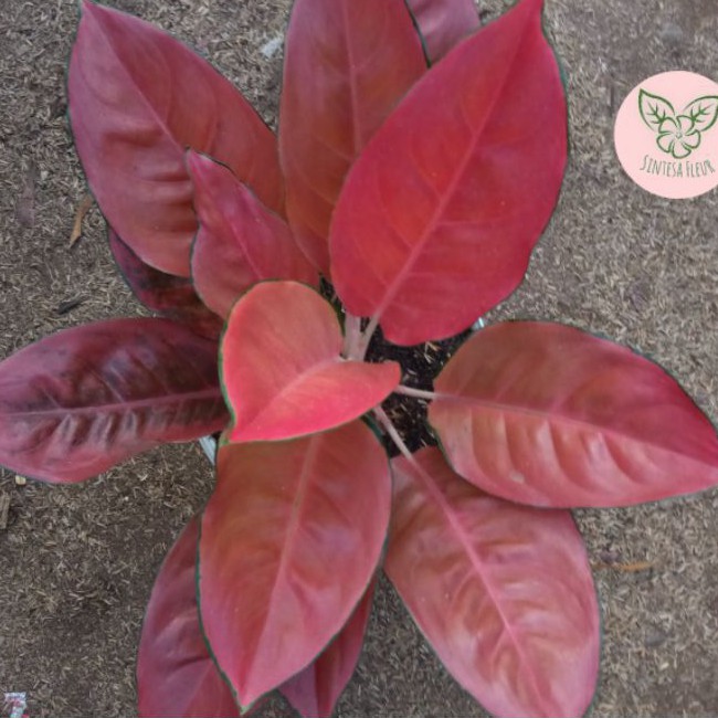 Aglonema Charlie Brown