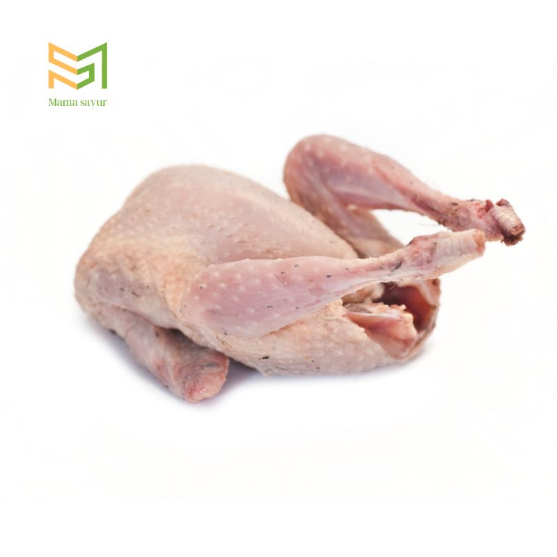 

Daging burung puyuh per ekor