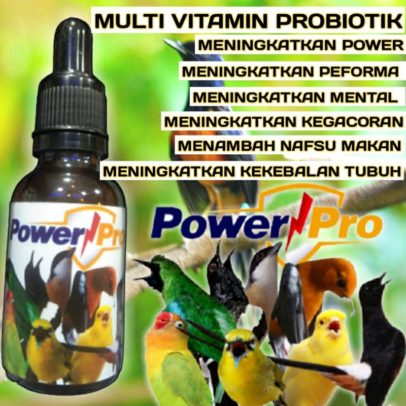 Multivitamin murai batu Perawatan burung Suplemen burung murai Penggacor burung murai Doping murai b