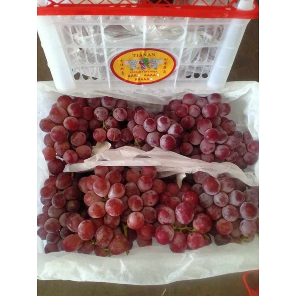 

Anggur redglobe 1kg
