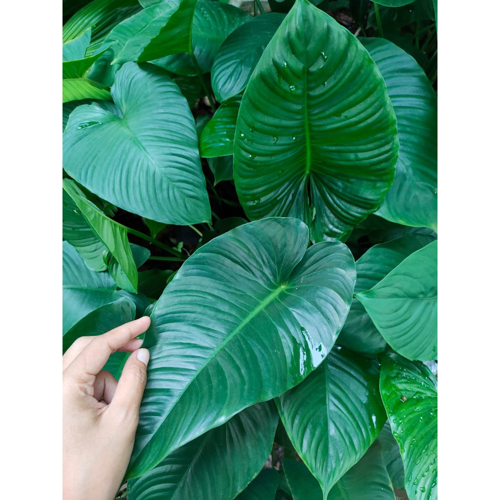 homalomena SP