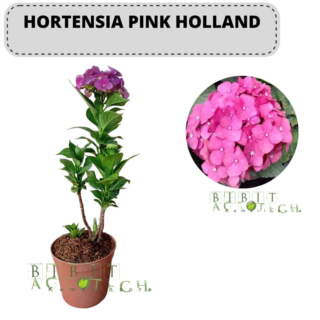 Bibit Tanaman Hias Bunga Hortensia Pink/Pancawarna/Rotansia