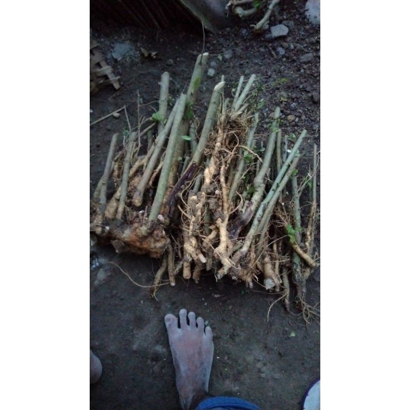 bahan bonsai serut dongkelan kecil