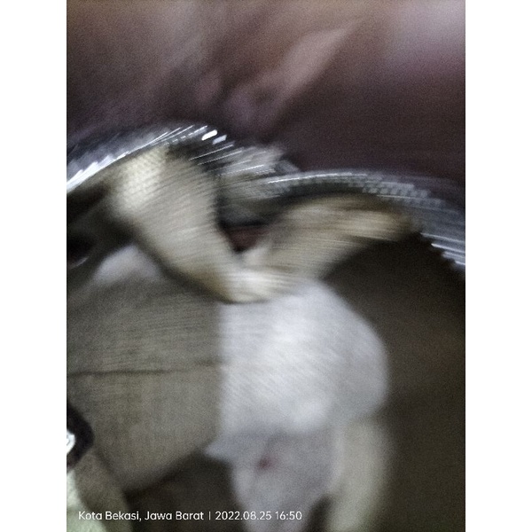 Miu Miu shoulder preloved .