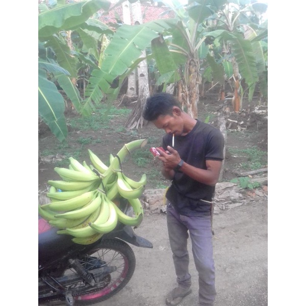 bibit pisang tanduk agung atau tanduk botol