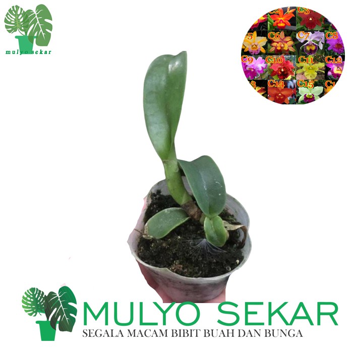 anggrek cattleya seedling tanaman hias