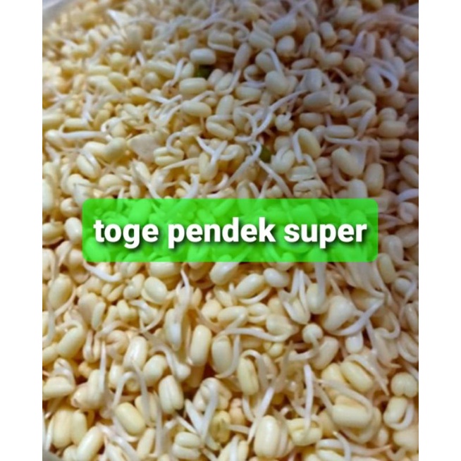 

toge pendek super 500grm