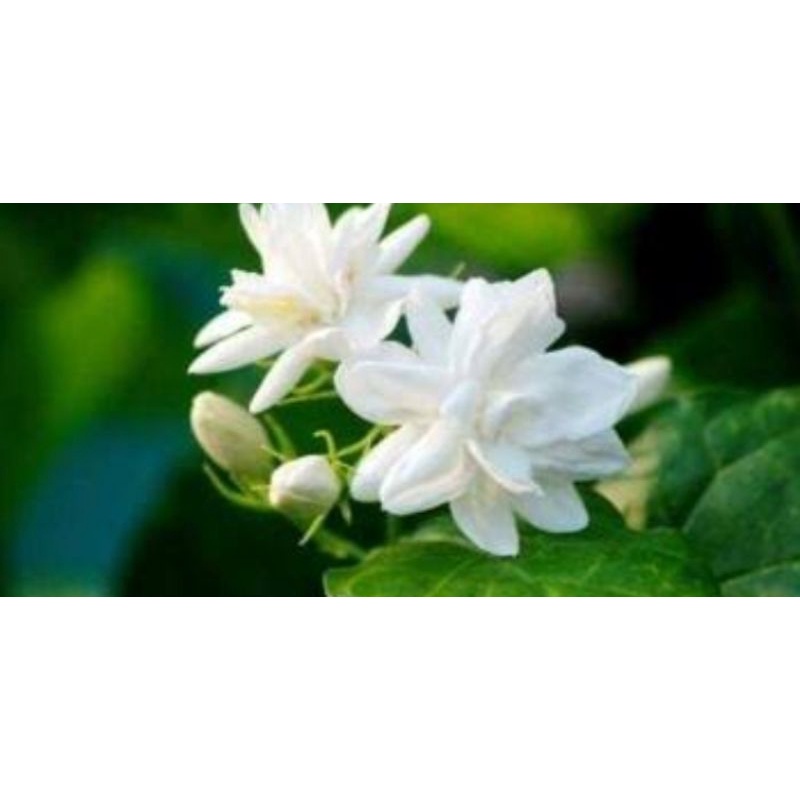 bunga melati tumpuk wangi