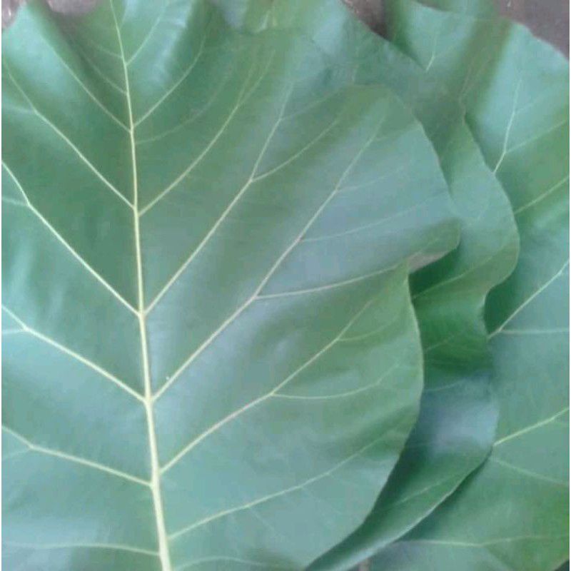 

daun jati pres 50 lembar
