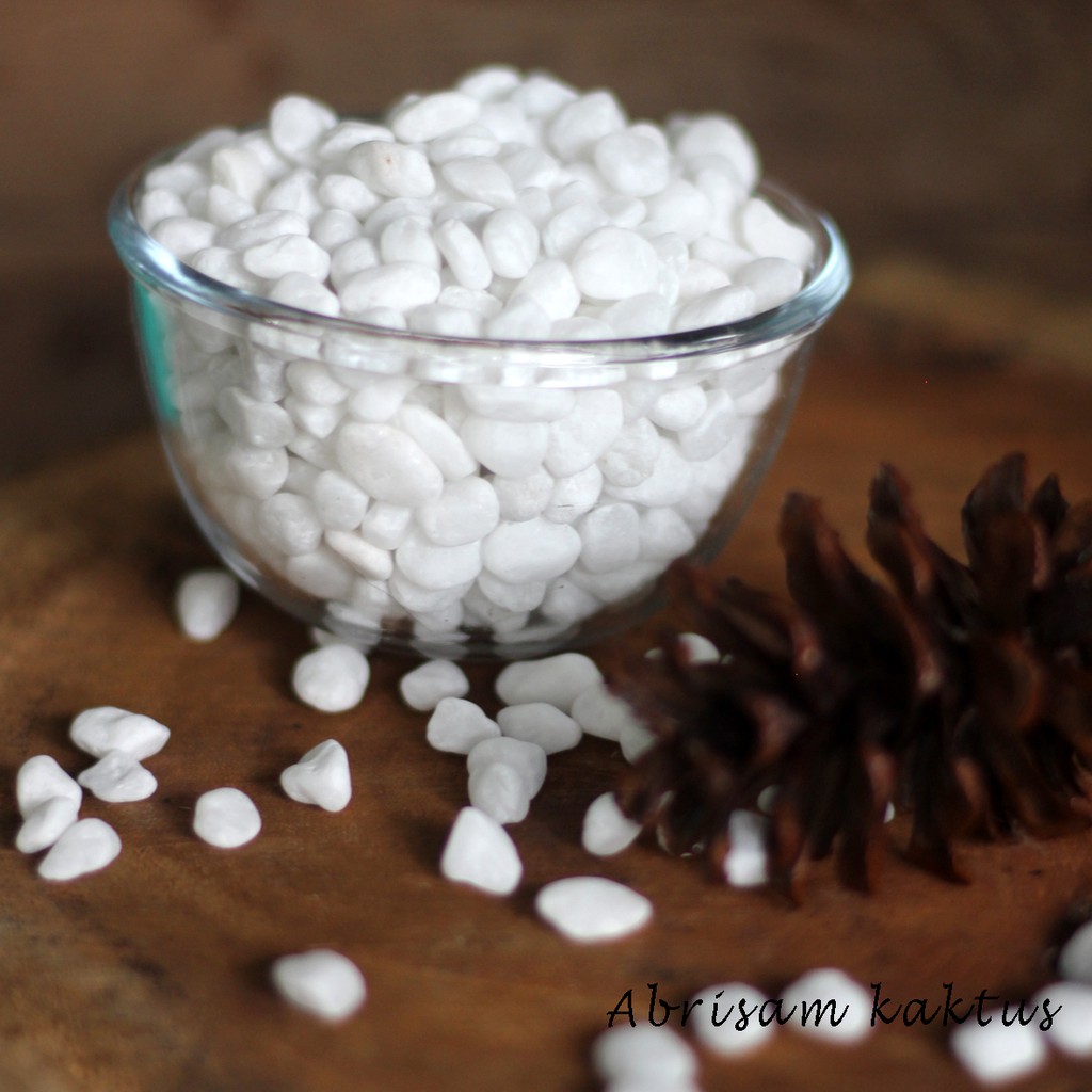 BATU HIAS KAKTUS / SUKULEN WHITE CORAL ITALY MEDIA TANAM BATU PUTIH DEKORASI HIASAN TAMAN RUMAH