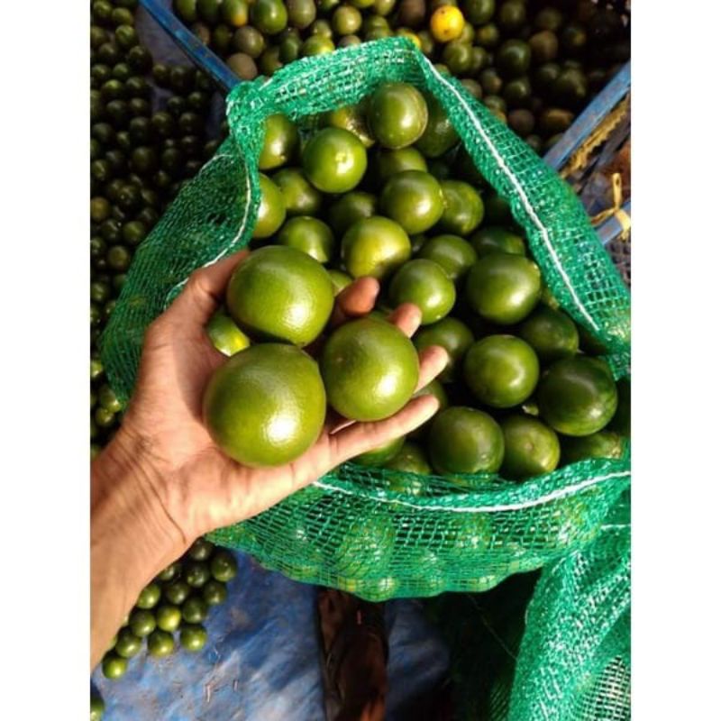 

⭐⭐⭐⭐⭐ kualitas terbaik jeruk peras jeruk asli Banyuwangi kualitas terbaik berat 250 gram dan 500 gram