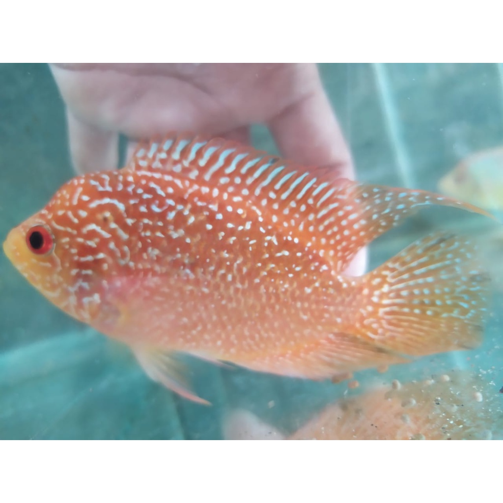 IKAN LOUHAN GB 8 /10 CM LOUHAN GB CC