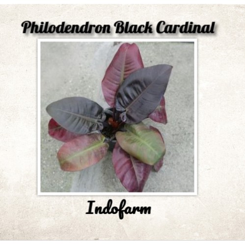 Tanaman Bibit Bunga Philodendron Black Cardinal