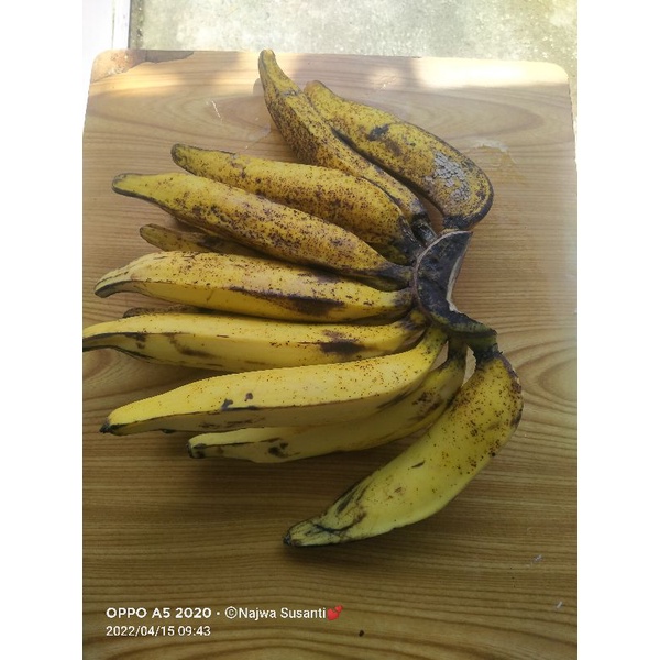 

pisang tanduk super
