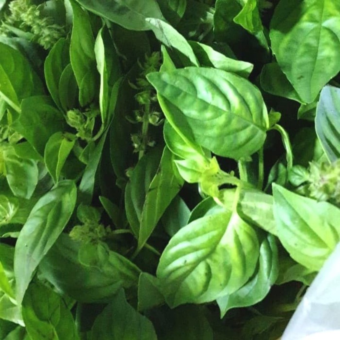 

DAUN KEMANGI