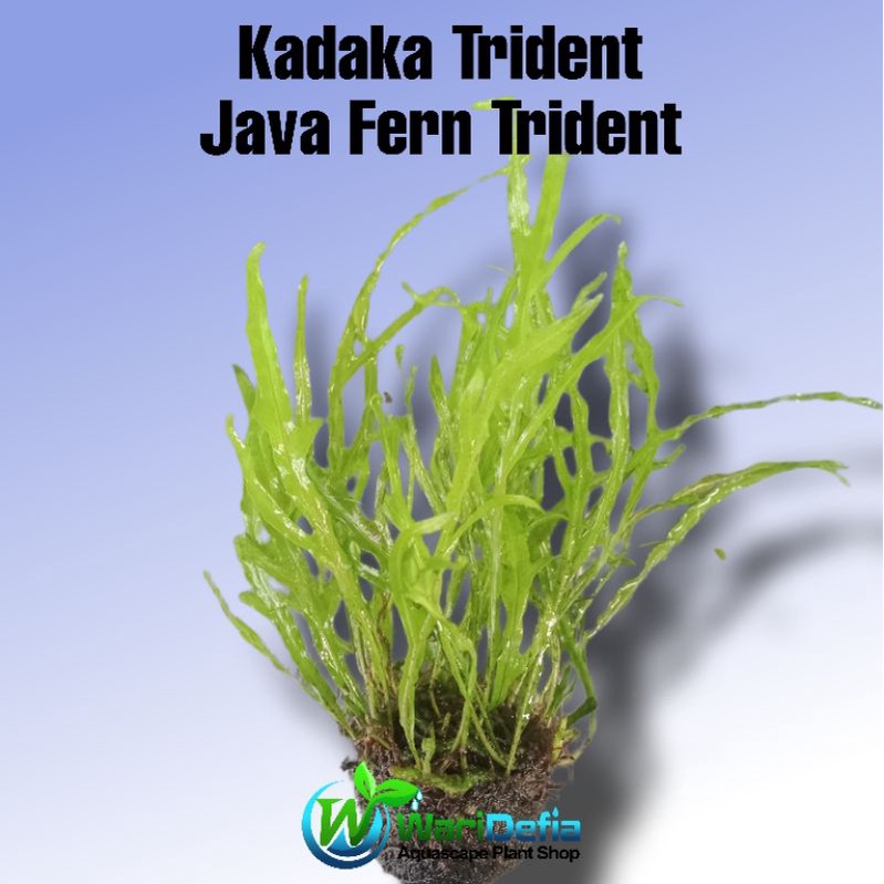 Kadaka Trident Tanaman Aquascape Wabikusa