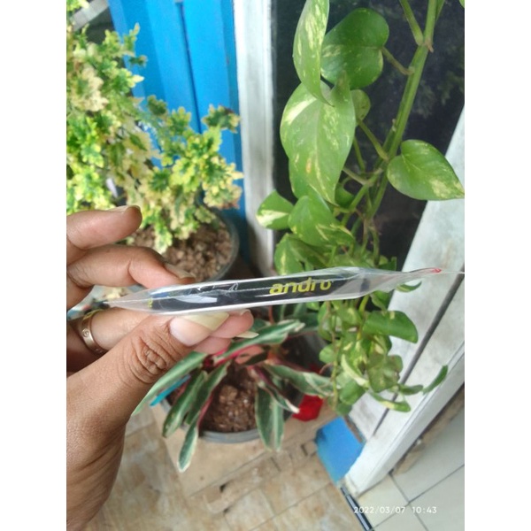 sidetape bet pingpong lis bet tenis meja andro timbul