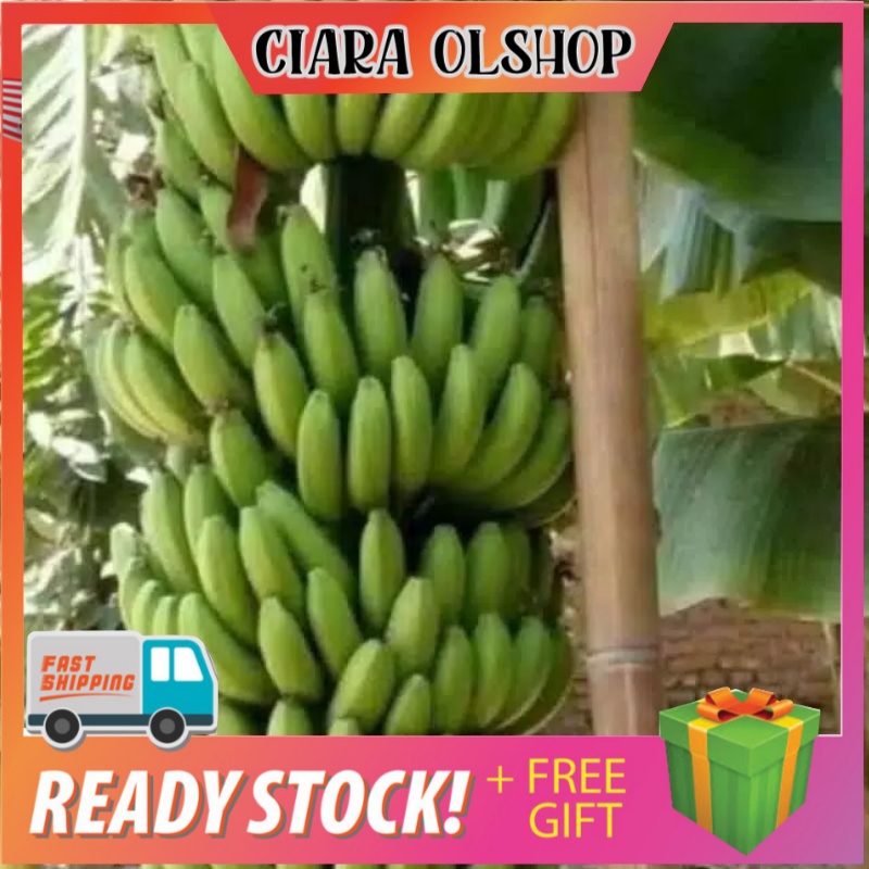 bibit pisang morosebo