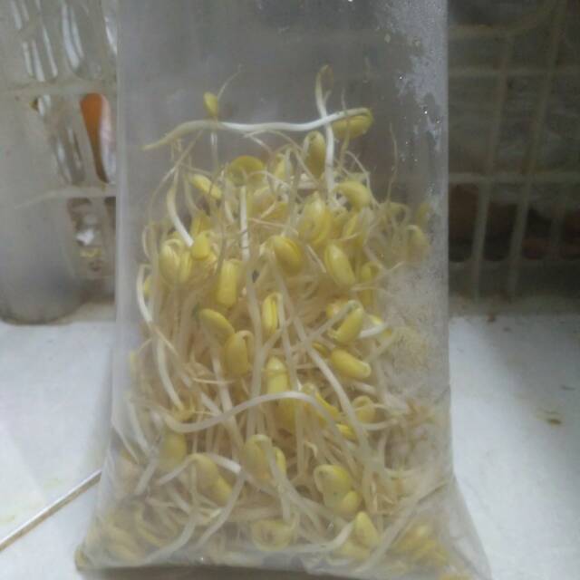 

Toge dele / kecambah 1 bungkus