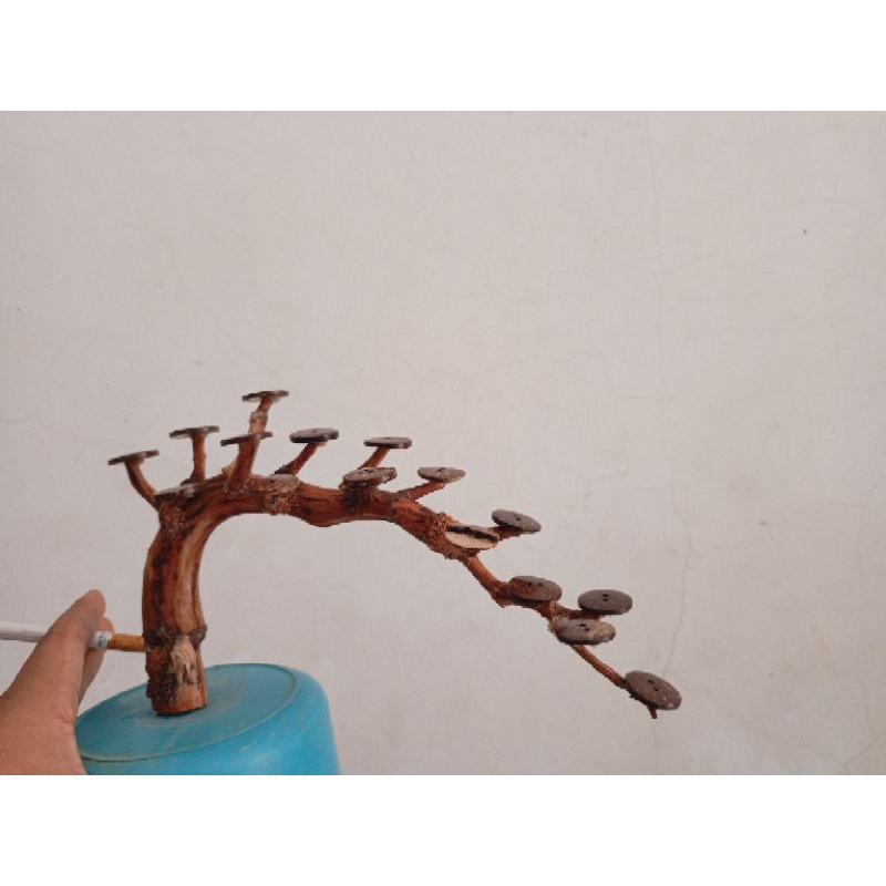 bonsai aquascape  | bonsai aquascape.