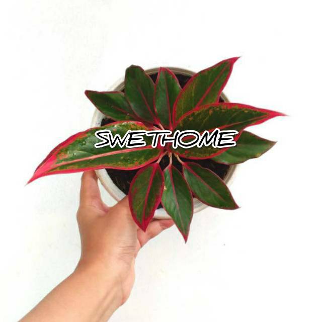 Aglonema siam aurora red