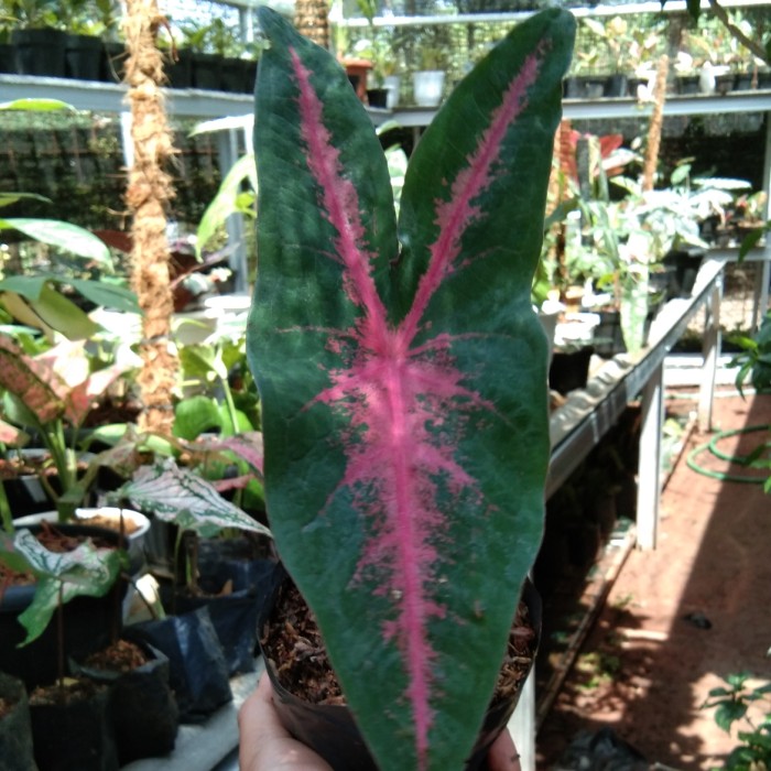 keladi amazon pink/keladi pink/keladi hybrid/keladi baret