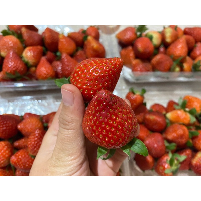 

Buah Strawberry Jumbo Super Bergaransi (isi 500gram - 1Kg)