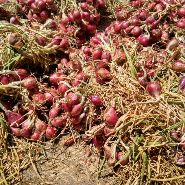

Bawang merah brebes