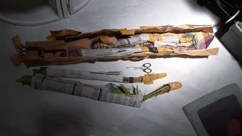 Tanaman Hias Langka Jewel Orcid Hijau