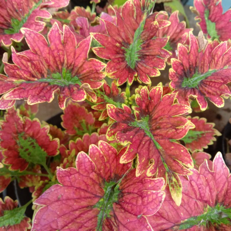 TANAMAN MIANA / JAWER KOTOK 3 WARNA / TANAMAN MIANA THREE COLOR