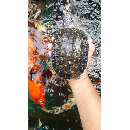 HIASAN AQUARIUM KURA HAMILTONI HAMILTONII