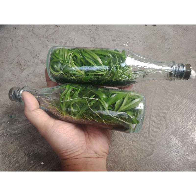 Botol Anggrek Dendrobium