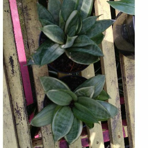 Sansevieria Mini / Sansivera Gold Hahnii / Sansiviera Silver Cream / Silver Frost Cream