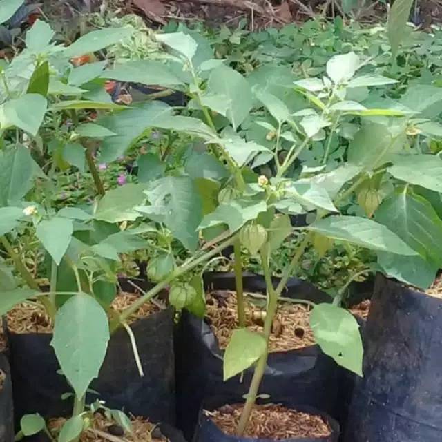 Tanaman herbal ciplukan / pohon ciplukan ceplukan / physalis angulata