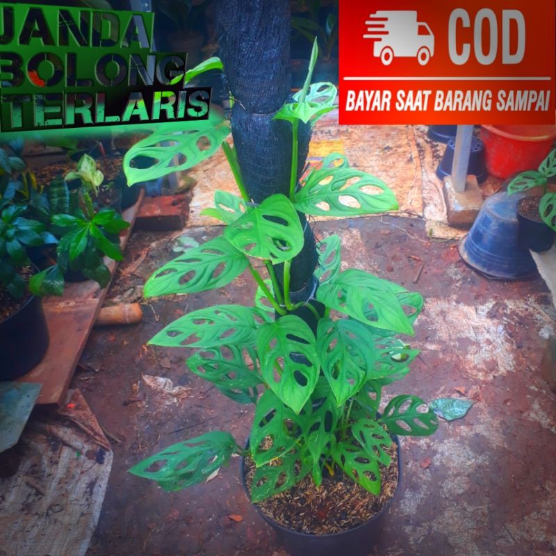 Tanaman hias janda bolong / Bunga janda bolong / Monstera/ janda bolong murah / tanaman janda bolong