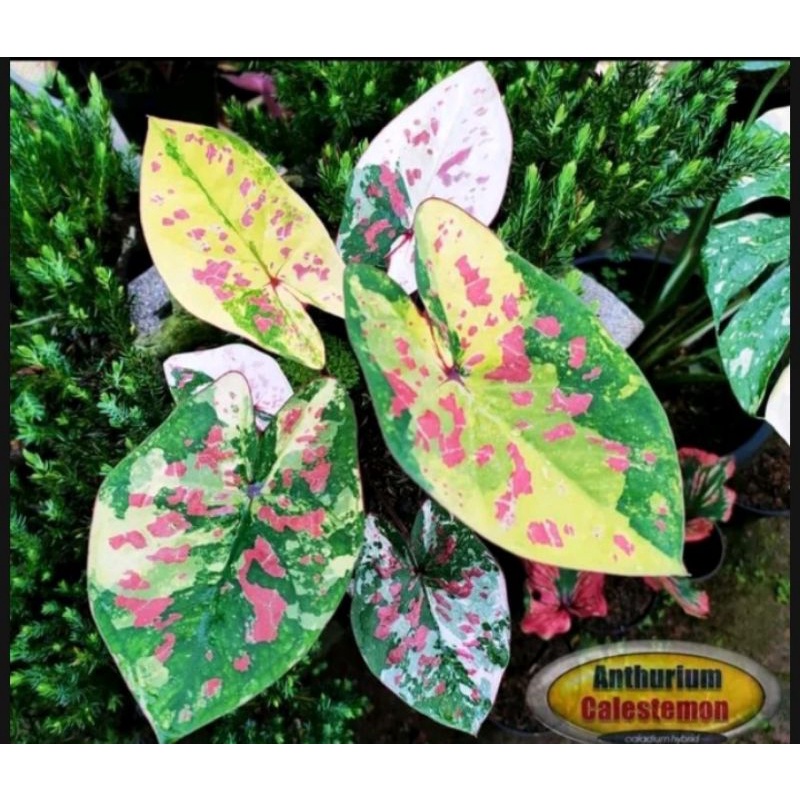 caladium NPK clymate cicle