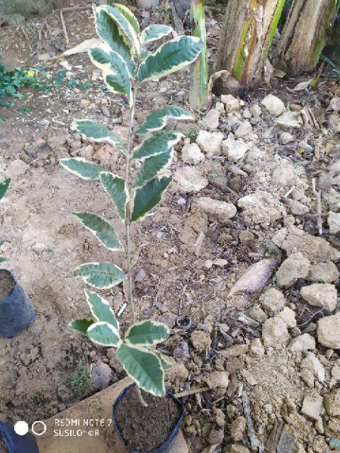 Bibit Jambu Kristal Varigata Jambu Biji Variegata Aneka Bibit Unggul Nirwana